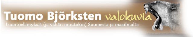 Tuomo Bj�rkstenin valokuvia