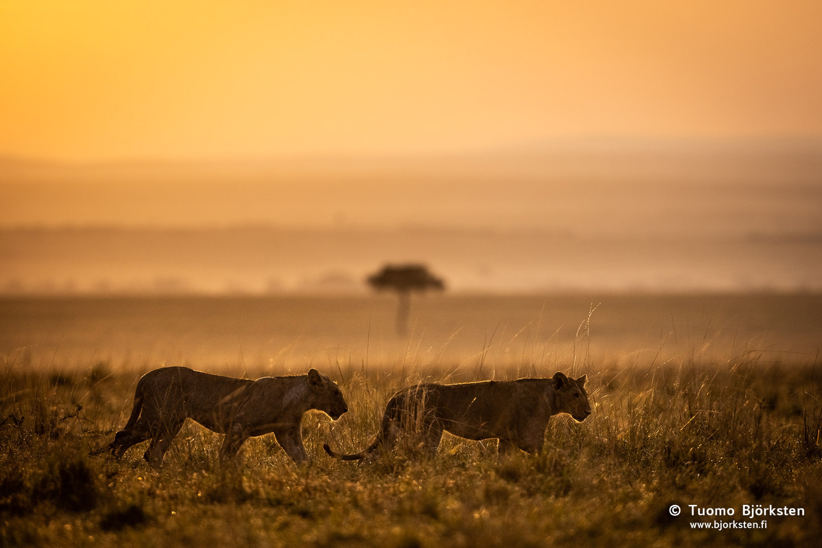 Luontokuvia – Afrikka