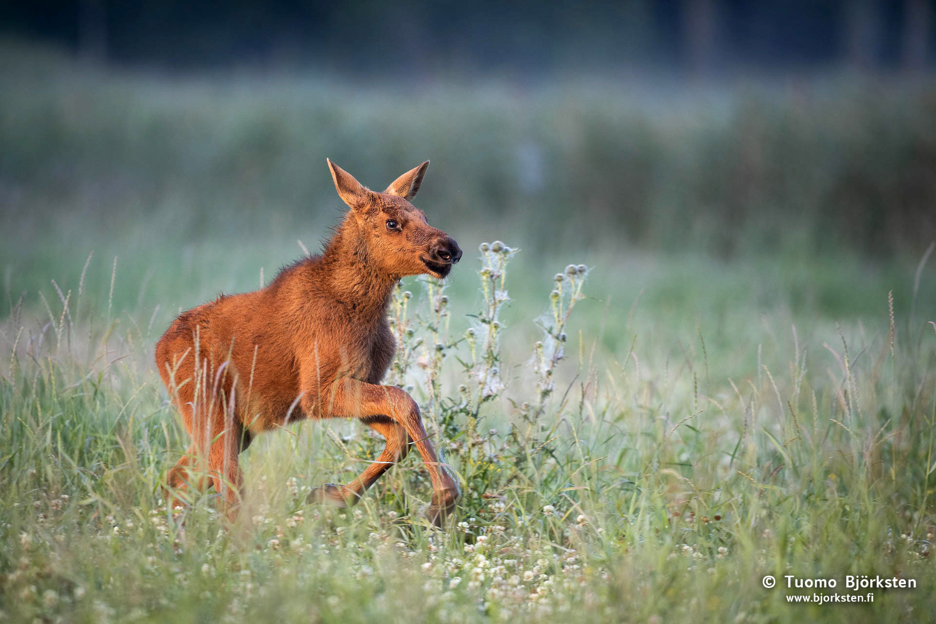 Luontokuvia – Hirvet