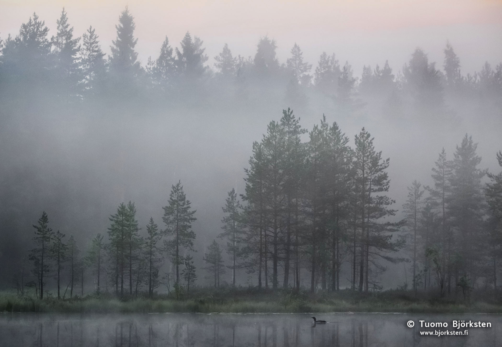 Luontokuvia – Kaakkurit